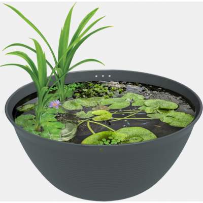 Medaka Bowl Mini Teich 600