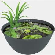 Medaka Bowl Mini Teich 600