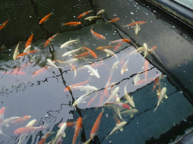 Unsere FischaufzuchtAnlagen